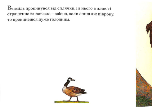 L'orso è un miracolo